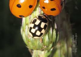 Attēlu rezultāti vaicājumam “Propylea quatuordecimpunctata”