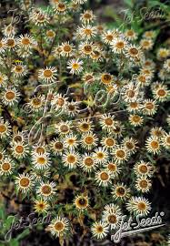 Attēlu rezultāti vaicājumam “Carlina vulgaris”