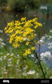 Attēlu rezultāti vaicājumam “Jacobaea vulgaris flower”