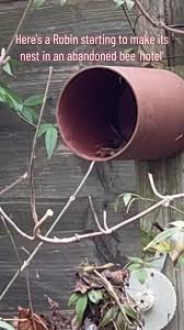 Attēlu rezultāti vaicājumam “Erithacus rubecula nest”