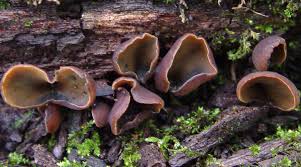 Attēlu rezultāti vaicājumam “Chlorencoelia versiformis”