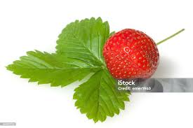 Attēlu rezultāti vaicājumam “Fragaria x ananassa fruit”