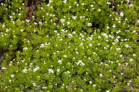 Attēlu rezultāti vaicājumam “Galium schultesii flower”