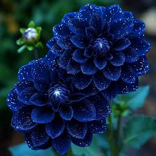 Image result for Dahlia x pinnata `Decorative Giants`