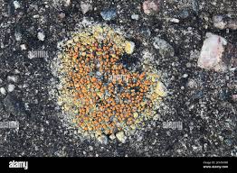 Attēlu rezultāti vaicājumam “Caloplaca saxicola”