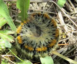 Attēlu rezultāti vaicājumam “Lasiocampa trifolii”