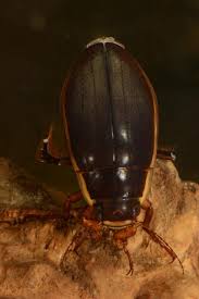 Attēlu rezultāti vaicājumam “Dytiscus dimidiatus”