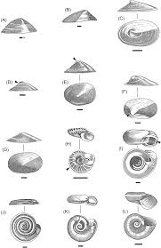 Attēlu rezultāti vaicājumam “Planorbidae”