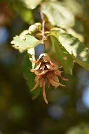 Attēlu rezultāti vaicājumam “Carpinus betulus fruit”