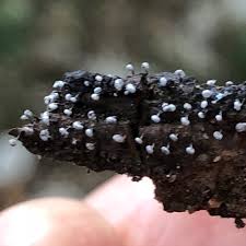 Attēlu rezultāti vaicājumam “Physarum bivalve”