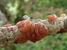 Attēlu rezultāti vaicājumam “Exidia repanda”