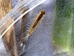 Attēlu rezultāti vaicājumam “Dianema nivale macro”