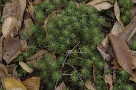 Attēlu rezultāti vaicājumam “Polytrichastrum pallidisetum”