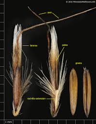 Attēlu rezultāti vaicājumam “Helictotrichon pubescens”