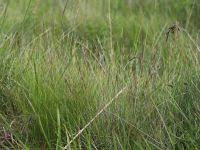 Attēlu rezultāti vaicājumam “Nardus stricta fruit”