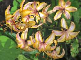 Attēlu rezultāti vaicājumam “Lilium martagon”