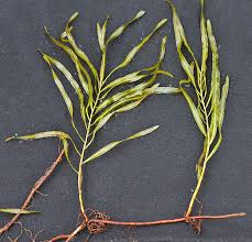 Attēlu rezultāti vaicājumam “Potamogeton trichoides leaf”