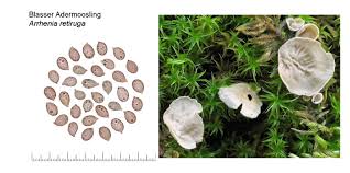 Attēlu rezultāti vaicājumam “Arrhenia retiruga”