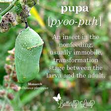 Attēlu rezultāti vaicājumam “pupa”