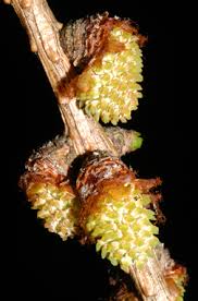 Attēlu rezultāti vaicājumam “Larix decidua flower”