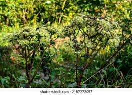 Attēlu rezultāti vaicājumam “Hylotelephium maximum leaf”