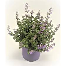 Image result for Katzenminze