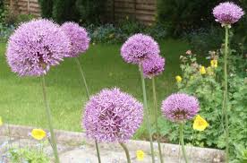 Attēlu rezultāti vaicājumam “Allium holandicum”