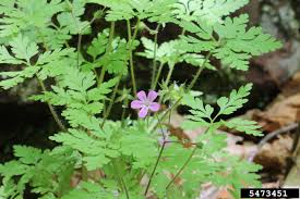 Attēlu rezultāti vaicājumam “Geranium robertianum leaf”
