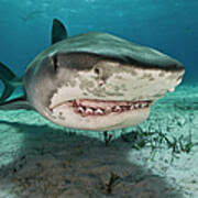 Image result for Galeocerdo cuvier