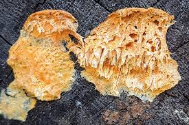 Attēlu rezultāti vaicājumam “Pycnoporellus alboluteus”