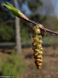 Attēlu rezultāti vaicājumam “Carpinus caroliniana”