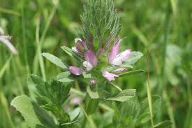 Attēlu rezultāti vaicājumam “Ononis arvensis leaf”
