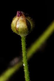 Attēlu rezultāti vaicājumam “Drosera anglica fruit”