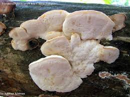 Attēlu rezultāti vaicājumam “Tyromyces chioneus”