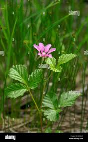 Attēlu rezultāti vaicājumam “Rubus arcticus flower”