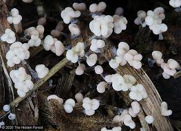 Attēlu rezultāti vaicājumam “Physarum obscurum sessile”