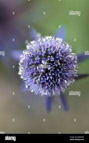 Image result for Edeldistel