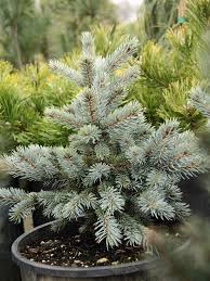 Attēlu rezultāti vaicājumam “Picea pungens”