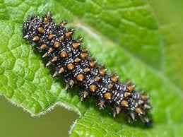 Attēlu rezultāti vaicājumam “Mellicta athalia larva”