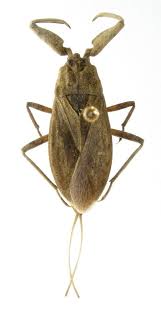 Attēlu rezultāti vaicājumam “Nepa cinerea nymph”