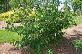 Attēlu rezultāti vaicājumam “Calycanthus floridus”