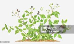 Attēlu rezultāti vaicājumam “Rubus caesius fruit”