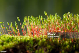 Attēlu rezultāti vaicājumam “Pohlia nutans”