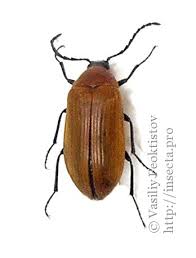 Attēlu rezultāti vaicājumam “Pseudocistela ceramboides”