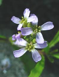 Attēlu rezultāti vaicājumam “Cakile maritima subsp. baltica flower”