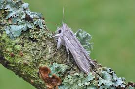 Attēlu rezultāti vaicājumam “Cucullia umbratica”