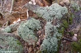 Attēlu rezultāti vaicājumam “Cladonia coniocraea”