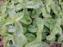 Attēlu rezultāti vaicājumam “Hylotelephium maximum leaf”