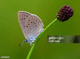 Attēlu rezultāti vaicājumam “Maculinea teleius”