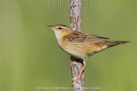 Image result for Locustella certhiola